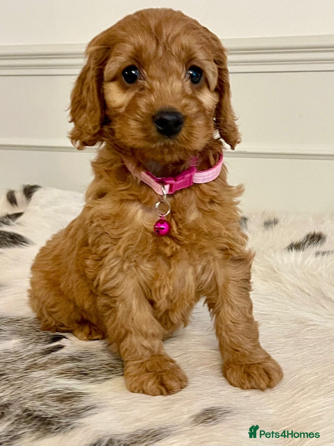 Cockapoo dogs for sale: Adorable F1 Cockapoo Puppies  - Image 9
