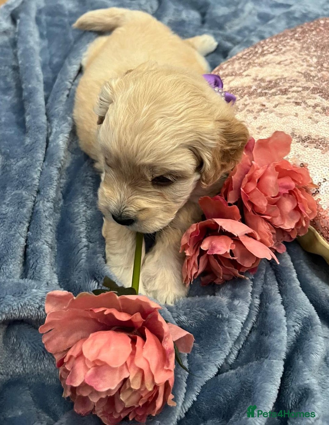 Cockapoo dogs for sale: Beautiful litter of cockapoos - Image 12