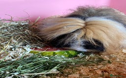 Guinea Pig rodents for sale: 2 Gorgeous Long Hair Male Guinea Pigs - Image 4