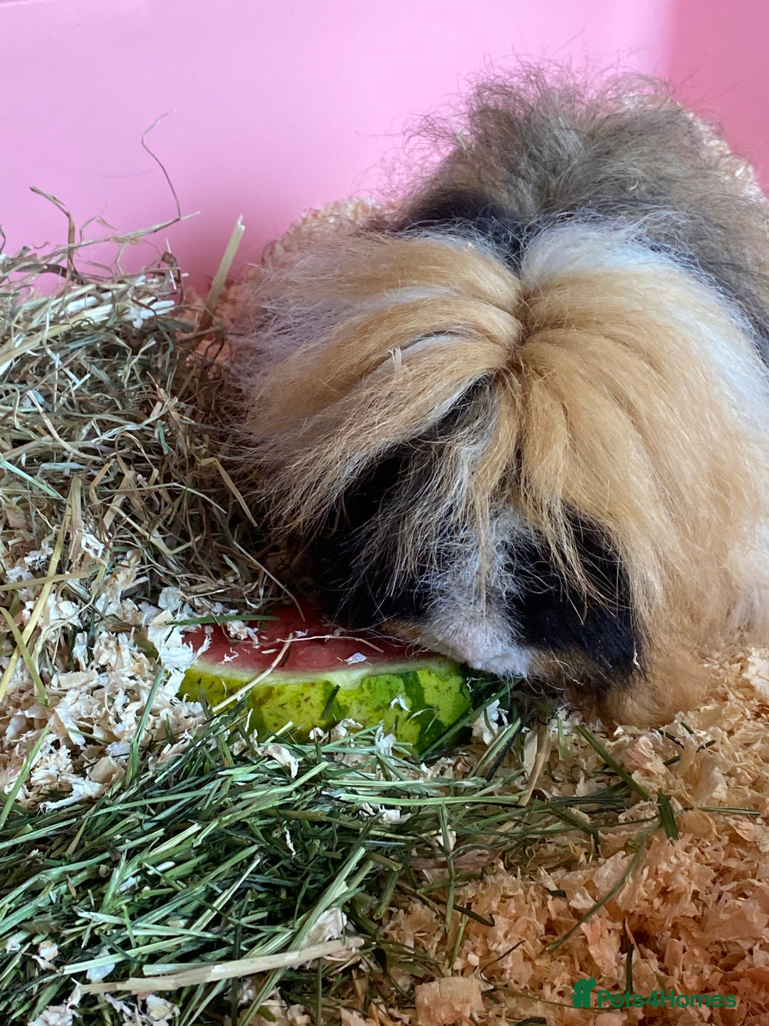 Guinea Pig rodents for sale: 2 Gorgeous Long Hair Male Guinea Pigs - Image 4