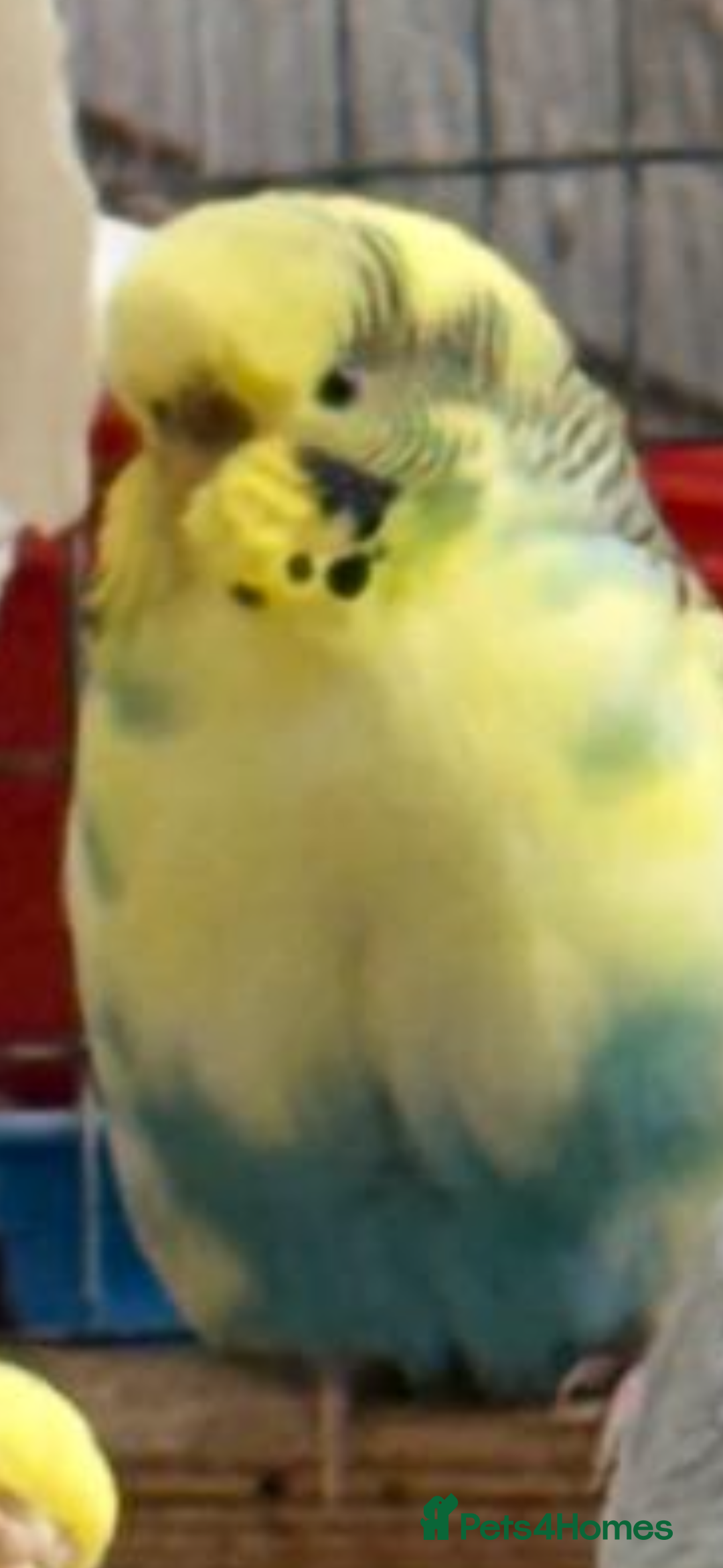Budgerigars birds for sale: Budgies - Advert 7