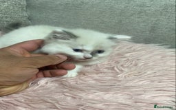 Ragdoll cats for sale: Cattiness Ragdoll - Image 5