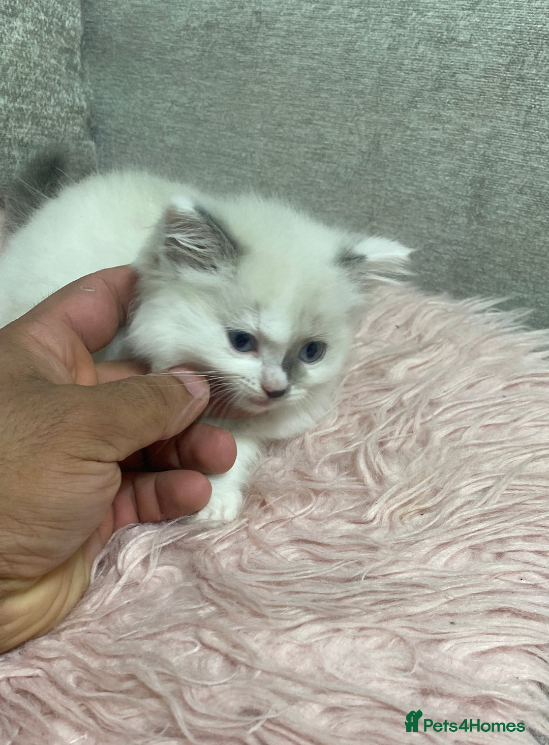 Ragdoll cats for sale: Cattiness Ragdoll - Image 5