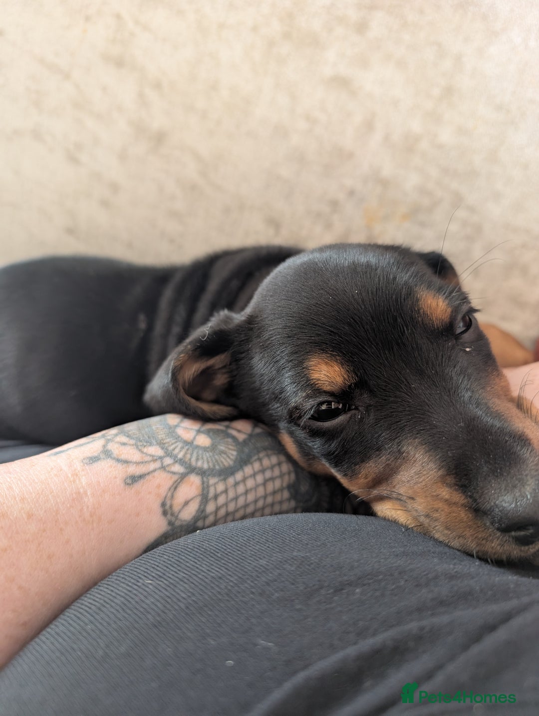 Dachshund dogs for sale: Miniature Dachshund puppy  - Image 3