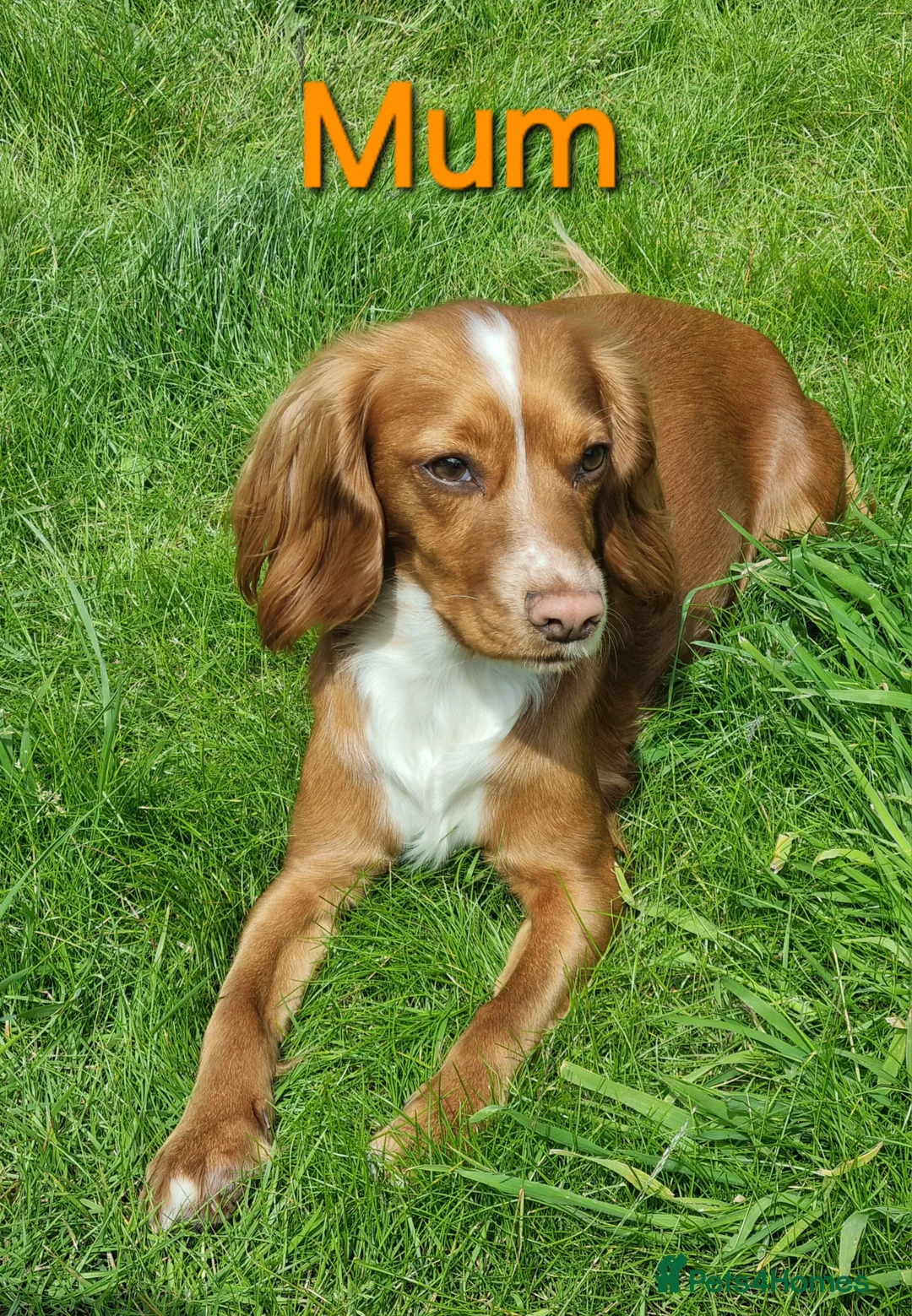 Cocker Spaniel dogs for sale: Adorable working breed cocker spaniels - Advert 8