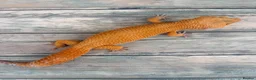 Leopard Gecko reptiles for sale: Last few proven breeders and some juniviles cb26 - Advert 4