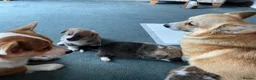 Welsh Corgi Pembroke dogs for sale: Welsh Pembroke Corgi in Darlington - Advert 3