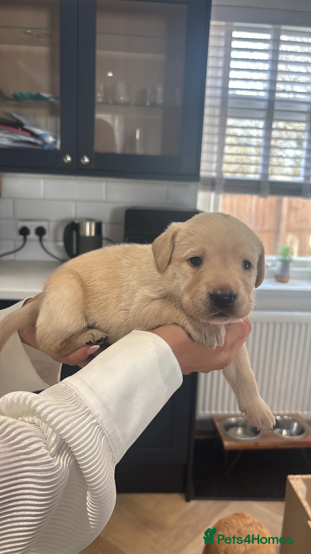 Labrador Retriever dogs for sale: Kc working Labrador retrievers  - Advert 30