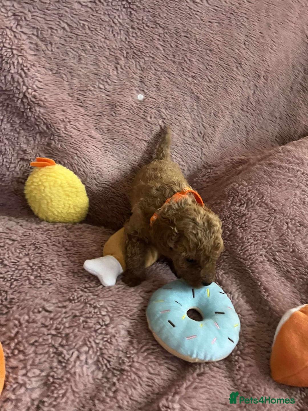 Miniature Poodle dogs for sale: Miniature Poodles!!! - Advert 23