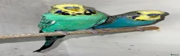 Budgerigars birds for sale: Budgies for sale  in Spalding - Advert 29