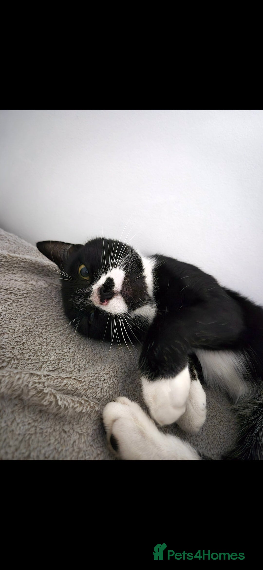 Mixed Breed cats for sale: Male bengal/mix black cat - Advert 3