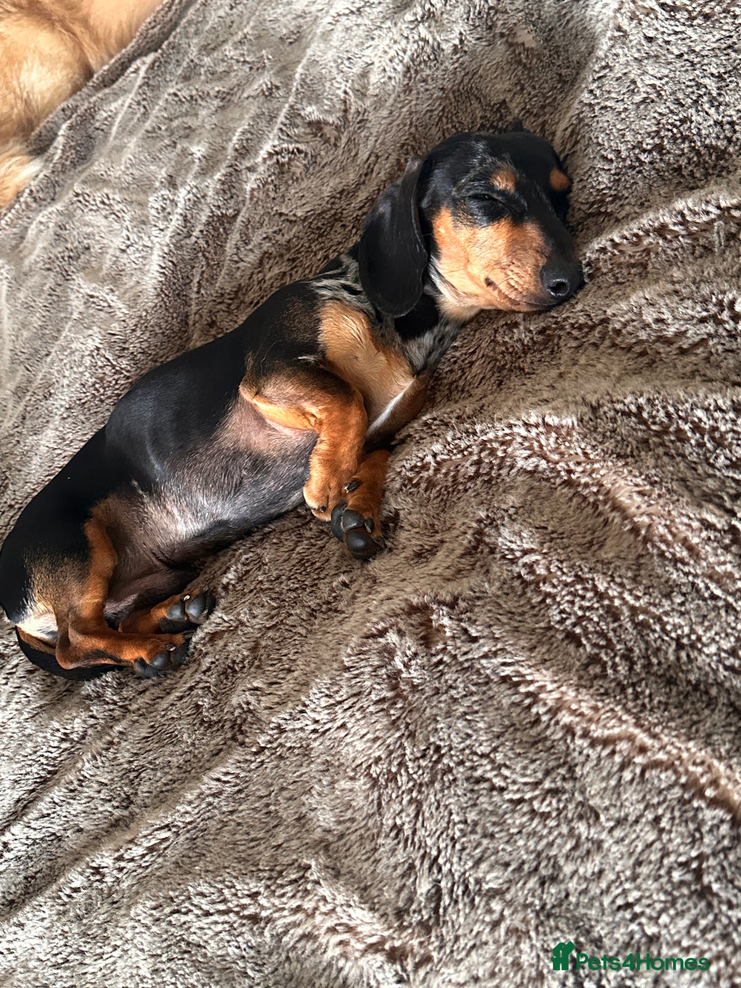 Miniature Dachshund dogs for stud: Mini Dachshund For Stud - Image 3