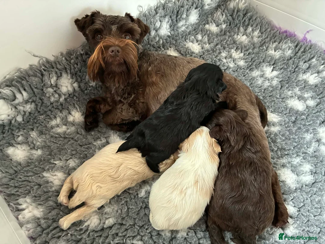 Miniature Schnauzer dogs for sale: 1 CHOC GIRL - KC TOY/MINI SCHNAUZER MAC/BVA CLEAR - Advert 8