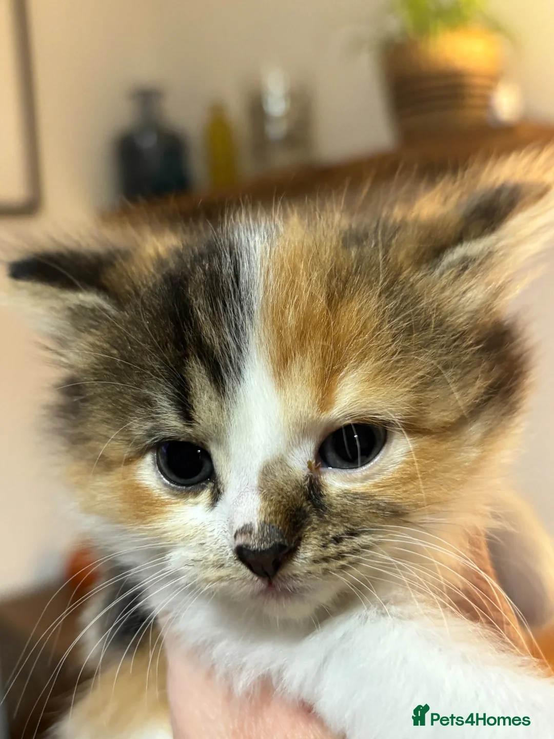 Mixed Breed cats for sale: Kittens in Bury Saint Edmunds - Advert 2