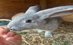 French Lop rabbits for sale: 2 lovely lop ear bunnies, £80 for Pair  - Image 2