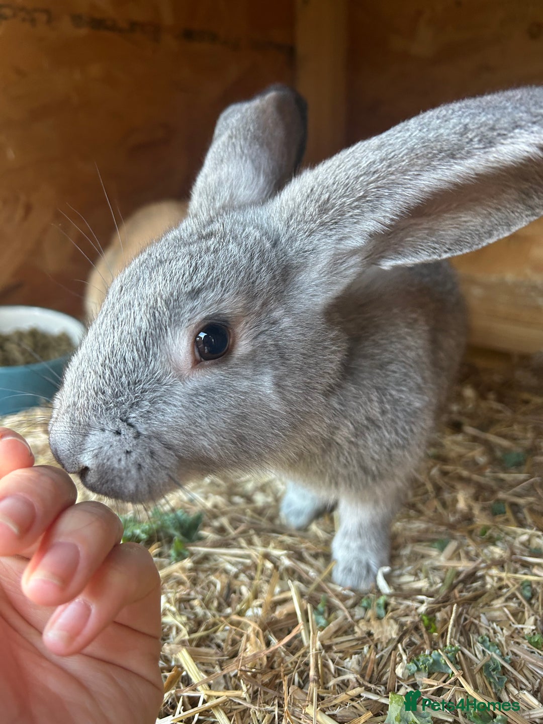 French Lop rabbits for sale: 2 lovely lop ear bunnies, £80 for Pair  - Image 2