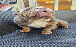 English Bulldog dogs for stud: English Bulldog Stud - Image 12
