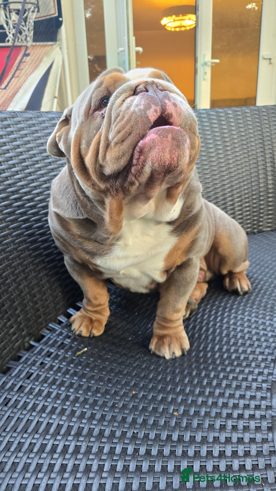 English Bulldog dogs for stud: English Bulldog Stud - Image 12