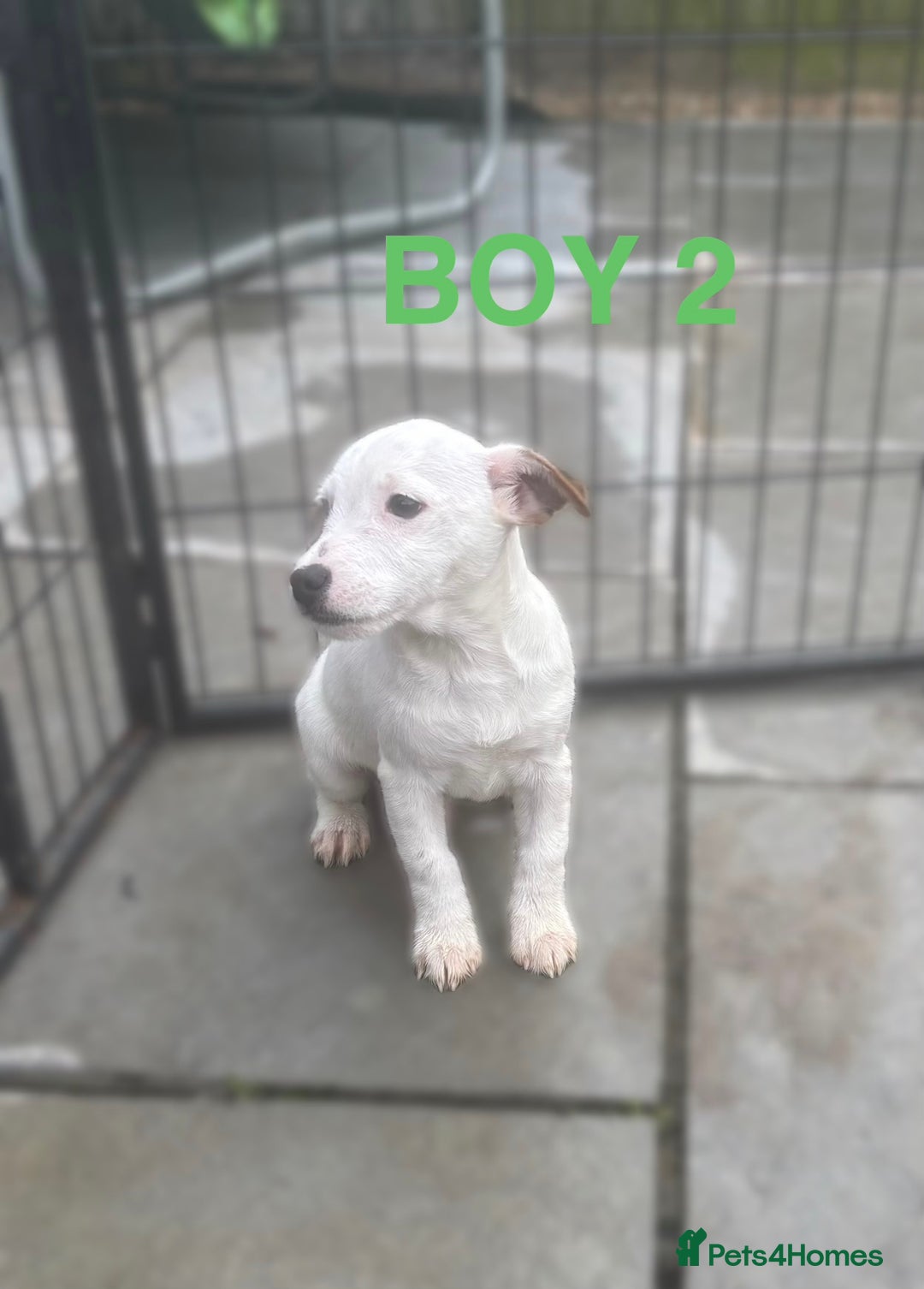 Jack Russell dogs for sale: Jack Russels  - Advert 6