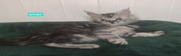 Maine Coon cats for sale: Stunning Silver Tica Pedigree Maine Coon Kittens - Advert 20
