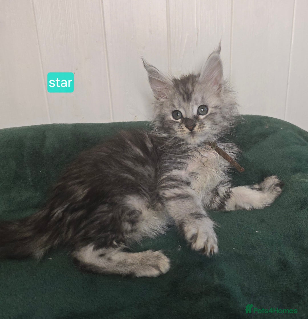 Maine Coon cats for sale: Stunning Silver Tica Pedigree Maine Coon Kittens - Advert 20