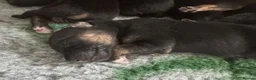 German Shepherd dogs for sale: German shepherd puppies long hair… - Advert 21