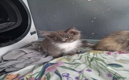 Maine Coon cats for sale: Main coon x ragdoll kittens  - Image 5
