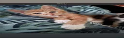 British Shorthair cats for sale: Beautiful Kittens for sale  - Advert 7