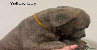 Staffordshire Bull Terrier dogs Beautiful coloured staffies - Advert 6