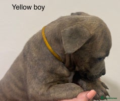 Staffordshire Bull Terrier dogs Beautiful coloured staffies - Advert 3