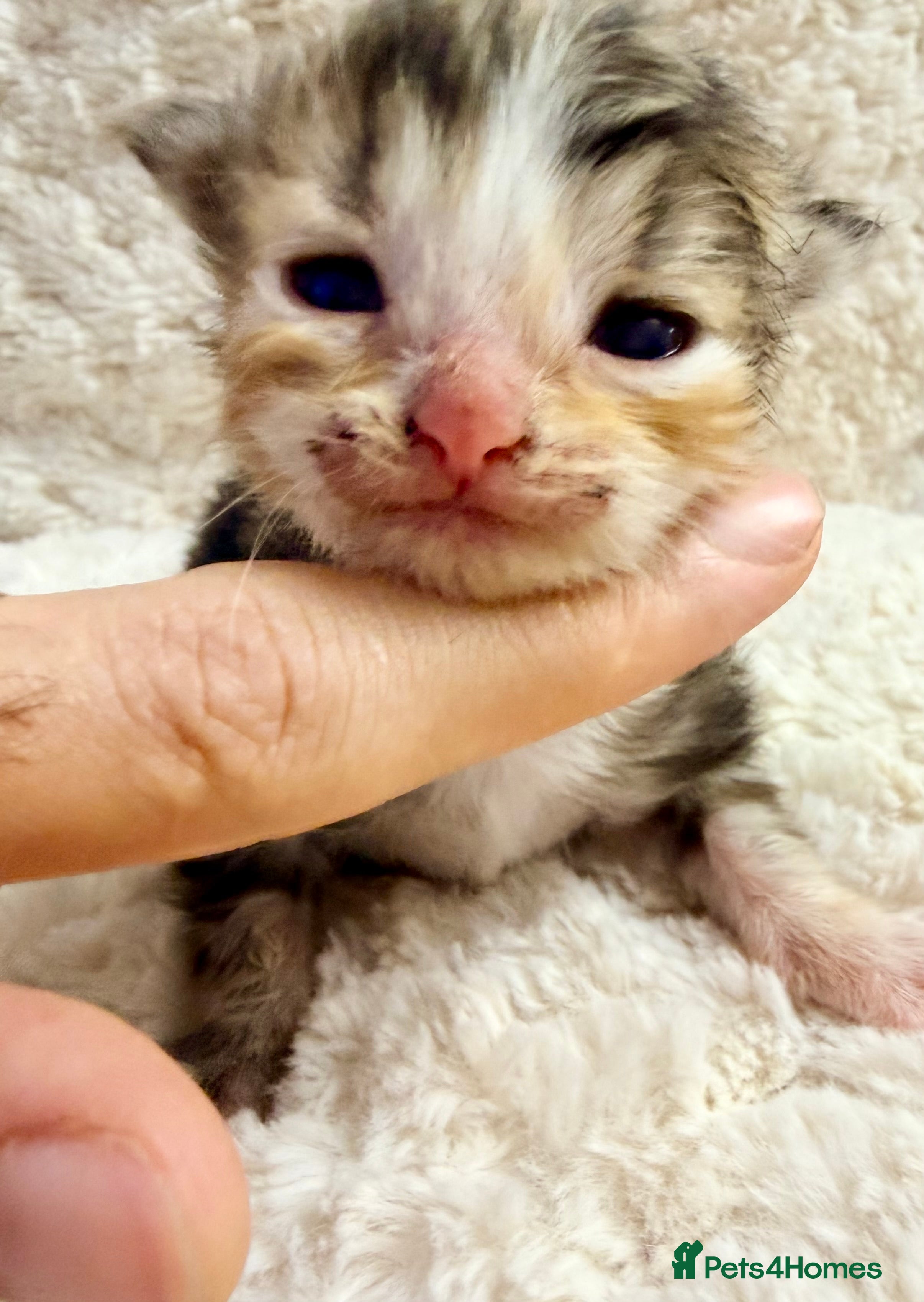 Siberian cats ✨ Stunning Siberian Neva Masquerade Kittens ✨ - Advert 8