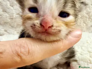 Siberian cats ✨ Stunning Siberian Neva Masquerade Kittens ✨ - Advert 8