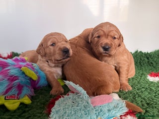Golden Retriever dogs KC Dark Golden Retriever Puppies - Advert 3
