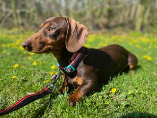 Miniature Dachshund dogs PROVEN MINIATURE DACHSHUND STUD in Faringdon - Advert 3