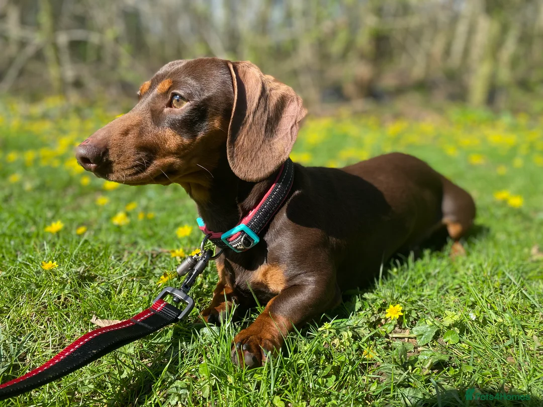 Miniature Dachshund dogs for stud: PROVEN MINIATURE DACHSHUND STUD in Faringdon - Advert 1
