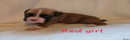 Boxer dogs for sale: Beautiful chunky boxer puppies in Bury Saint Edmunds - Advert 5