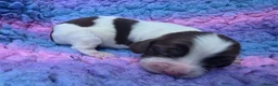 English Springer Spaniel dogs for sale: KC Homebred Health Tested Vet Social Pups 🩷 - Advert 17