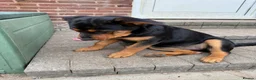Rottweiler dogs for sale: Last 3 puppies of litter - Advert 13