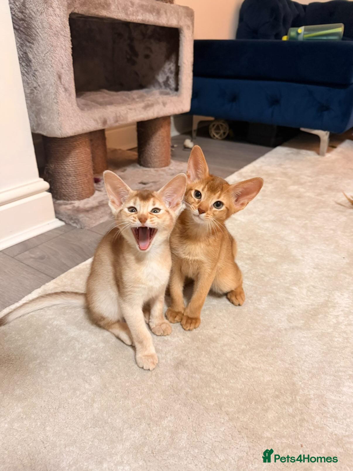 Abyssinian cats Abyssinian Kittens 🐾 - Advert 8