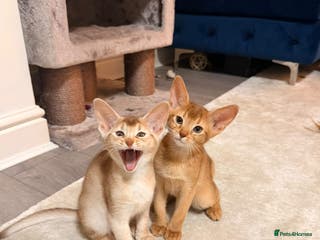 Abyssinian cats Abyssinian Kittens 🐾 - Advert 2