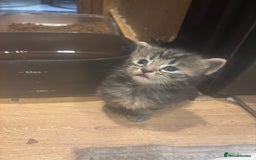 Mixed Breed cats for sale: Ragdoll mixbreed kittens for new home  - Image 11