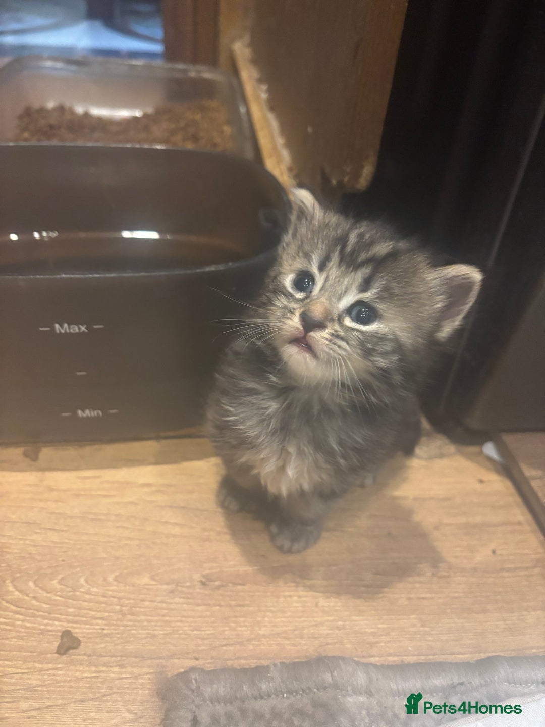Mixed Breed cats for sale: Ragdoll mixbreed kittens for new home  - Image 11
