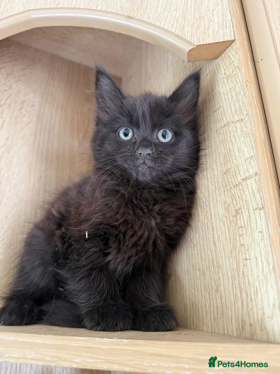 Maine Coon cats for sale: Maine coon kittens  - Advert 6