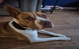 Mixed Breed dogs for sale: MALE FOR REHOMING - Image 9