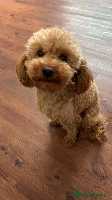 Mixed Breed dogs lakeypoo - Advert 2