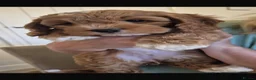 Cockapoo dogs for sale: PREGNANCY CONFIRMED - F1 COCKAPOOS - Advert 11