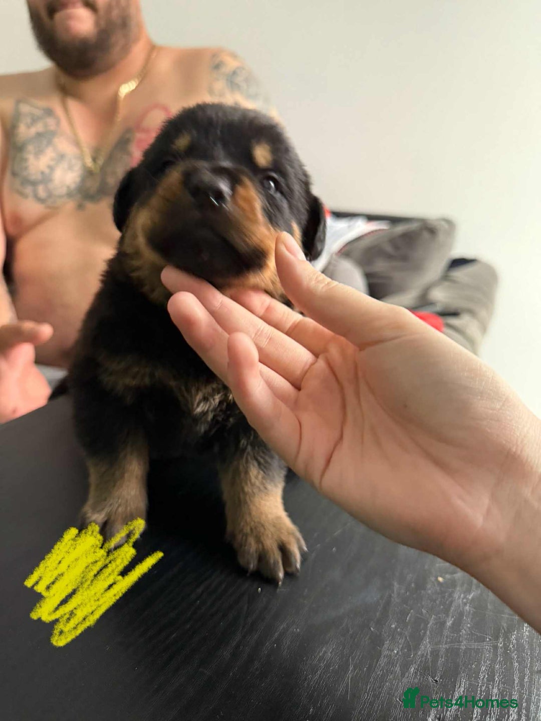 Rottweiler dogs for sale: Rottweiler puppies for sale - Image 5