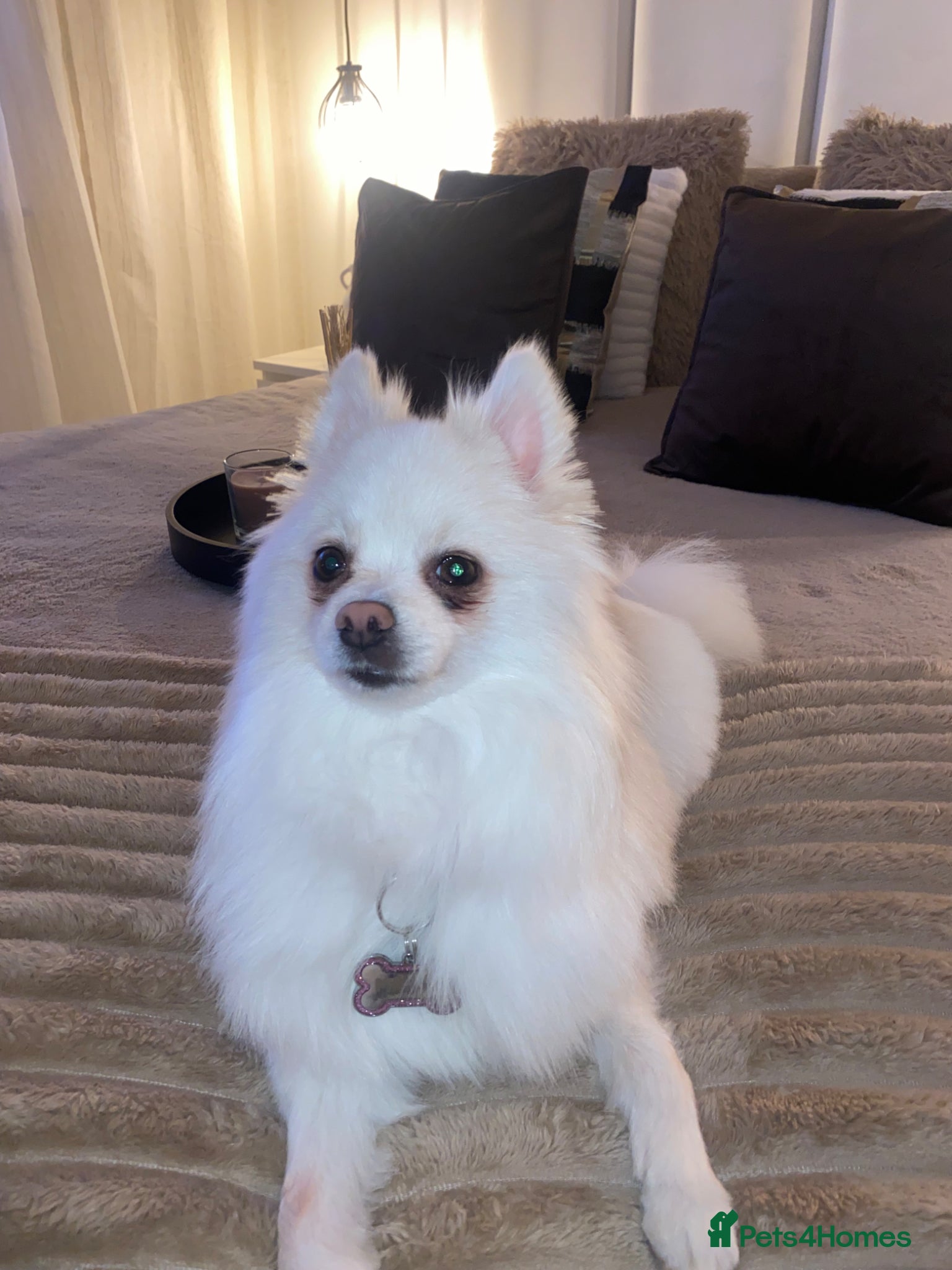 Japanese Spitz dogs Pomeranian spitz  - Advert 2