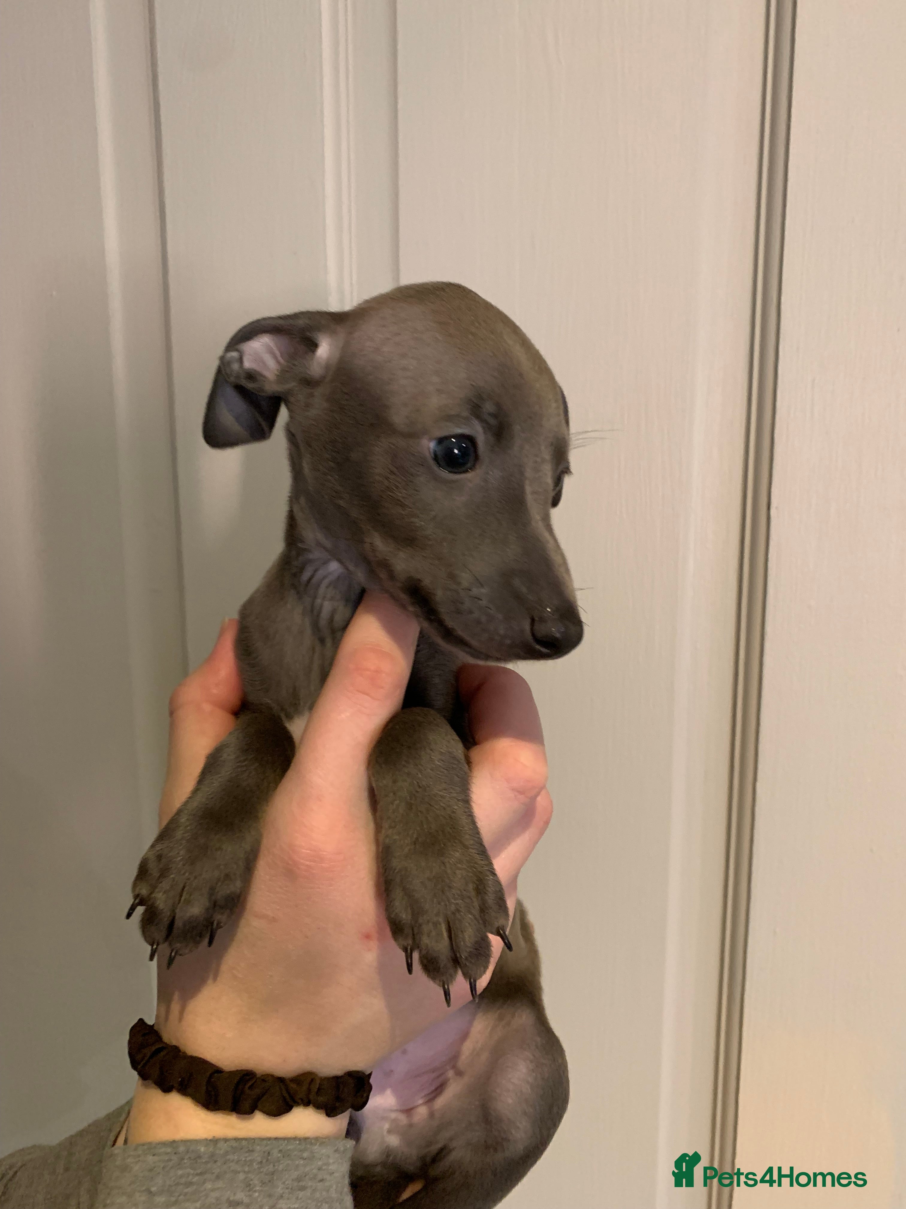 Italian Greyhound dogs KC reg show quality Italian greyhound boy  - Advert 1
