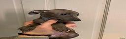 Italian Greyhound dogs for sale: KC reg show quality Italian greyhound boy  - Advert 1